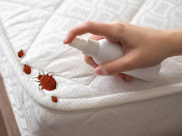 Pest Prevention Services in Beaumont, CA